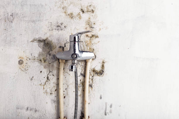 Best Bathroom Mold Remediation in Bishop, TX