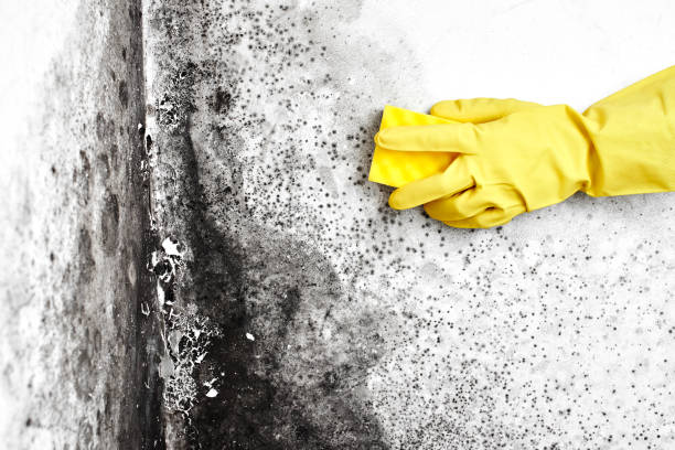 Best Industrial Mold Remediation in Bishop, TX