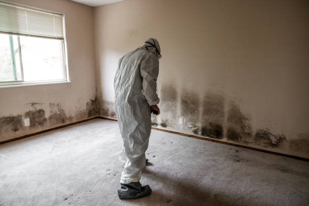 Best Black Mold Remediation in Bishop, TX