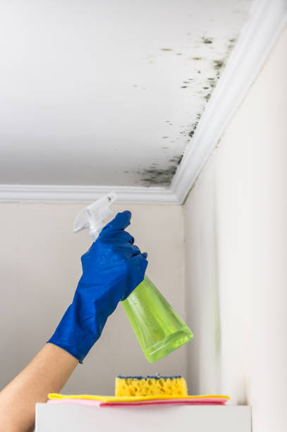 Best DIY Mold Remediation Support Services in Bishop, TX
